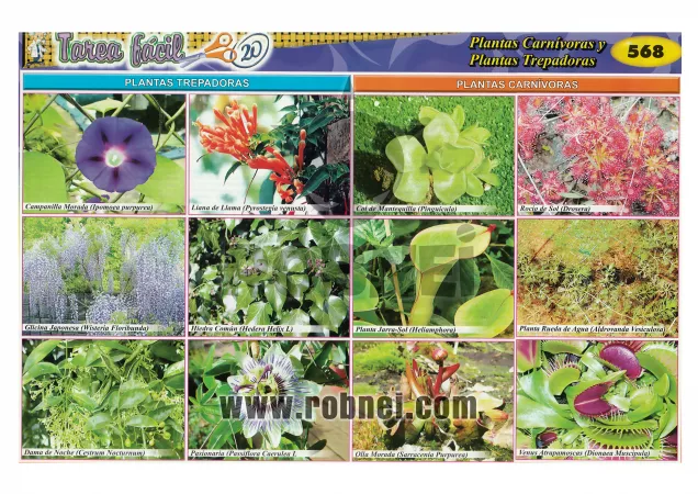 Plantas Carnivoras Y Trepadoras
